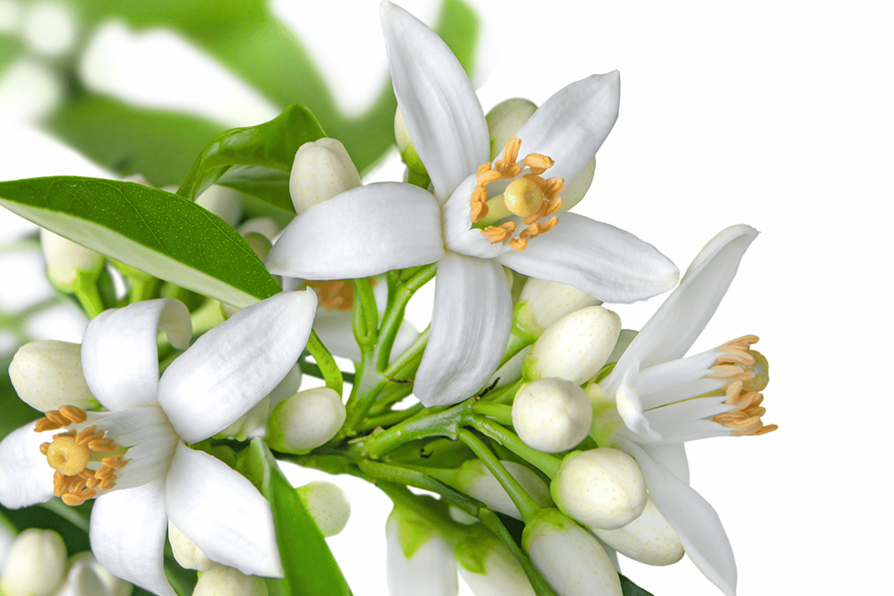 O óleo essência de Neroli