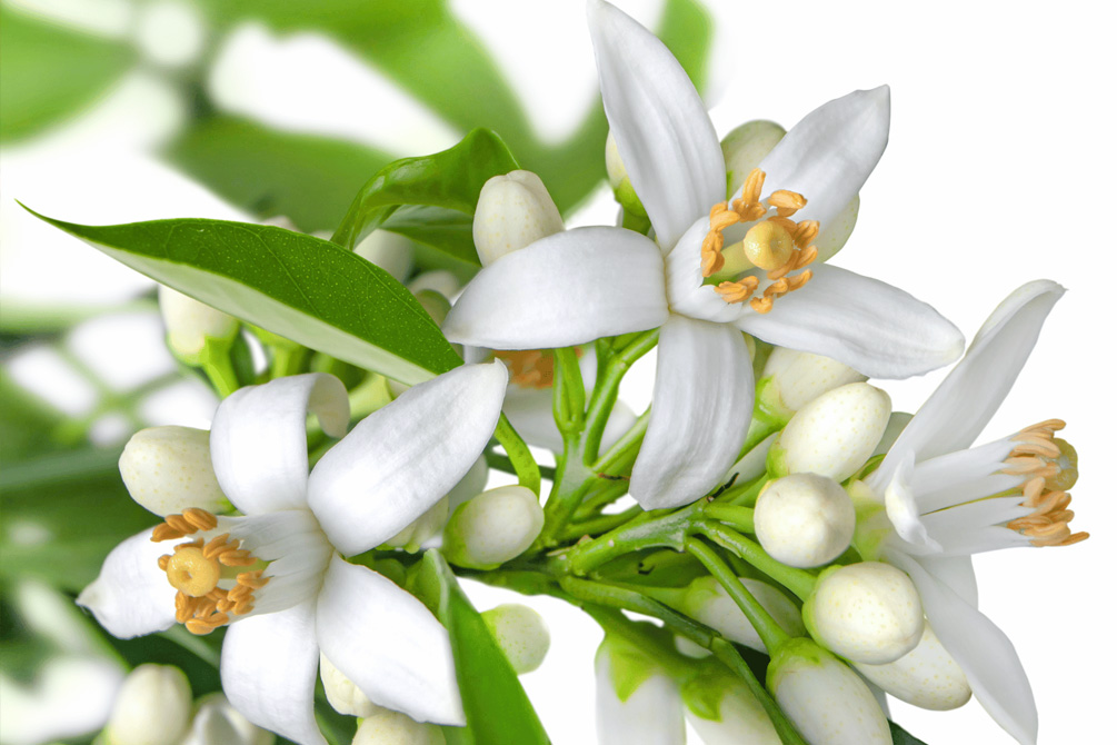 A Princesa que amava o perfume da flor de laranjeira amarga.