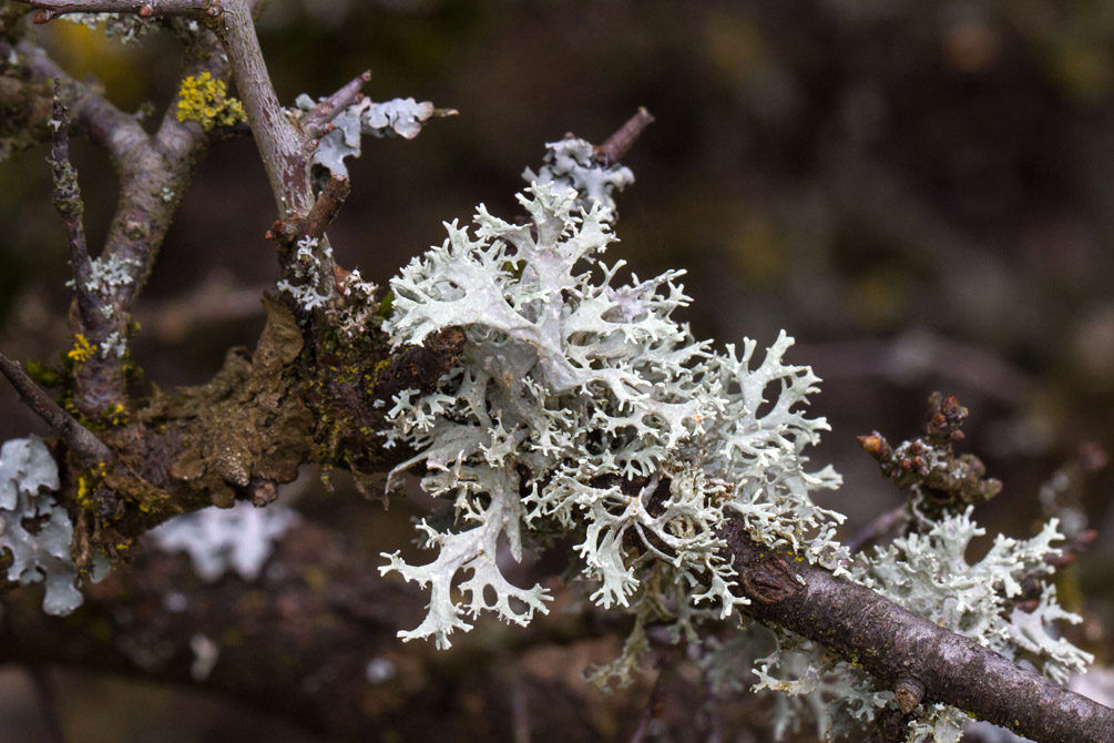 A Evolução dos Chipres - Parte 2